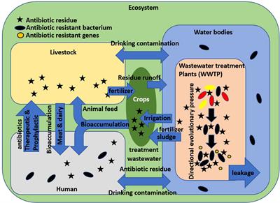 Nanomaterials to address the genesis of antibiotic resistance in Escherichia coli